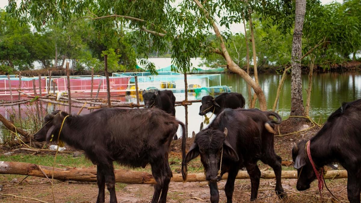 يېزا-قىشلاق دۇنياسى كۈرەش قىلماي تۇرۇپ سۇسىز قالمايدۇ