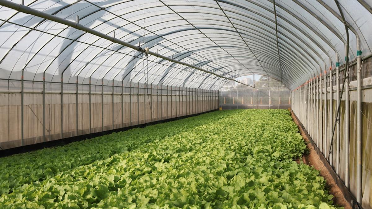 ساغلام يېمەكلىكلەر تەركىبىدىكى دېھقانچىلىق دورىلىرى 50 ياشتىن تۆۋەن كىشىلەرنىڭ ئۆپكە راكىغا گىرىپتار بولۇش خەۋپىنىڭ يۇقىرى بولۇشى بىلەن مۇناسىۋەتلىك