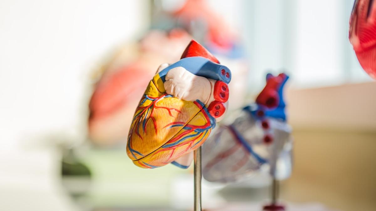 ئىلگىرى PCOS دەپ ئاتالغان PMOS يۈرەك كېسىلى قوزغىلىش ۋە پالەچلىنىش خەتىرىنىڭ «كۆرۈنەرلىك يۇقىرى» بولۇشى بىلەن مۇناسىۋەتلىك.